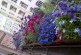 Piccola guida di giardinaggio per competere con i balconi berlinesi