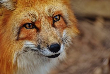 Animali selvatici a Berlino: li avete già visti tutti?